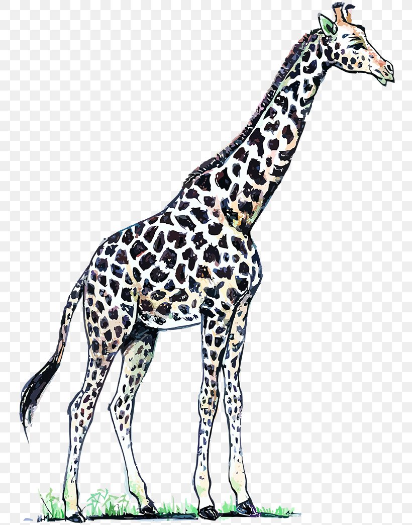 Northern Giraffe Art Neck, PNG, 800x1044px, Giraffe, Adibide, Age Of Enlightenment, Animal, Animal Figure Download Free