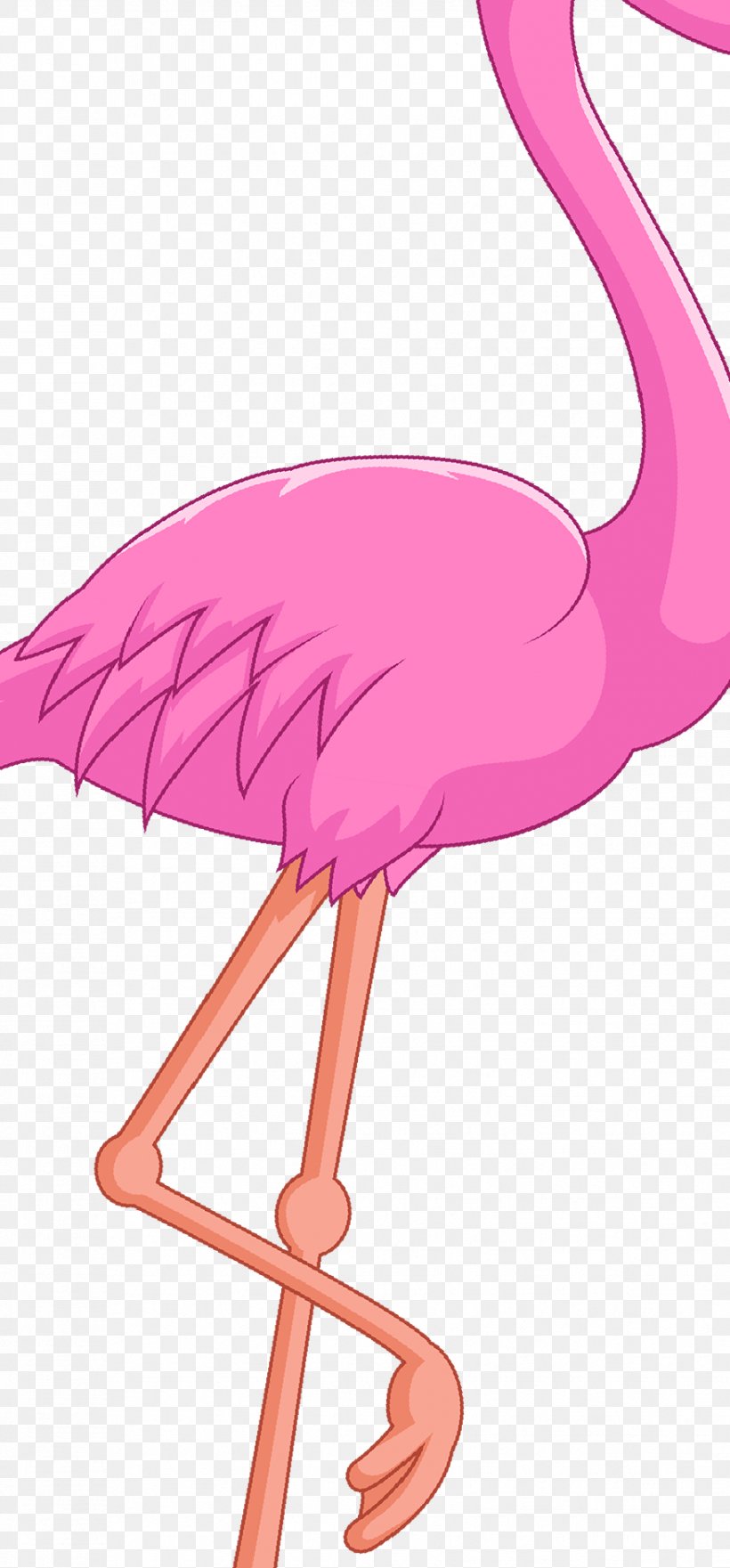 Water Bird Vertebrate Beak, PNG, 877x1884px, Bird, Animal, Beak, Cartoon, Flamingo Download Free
