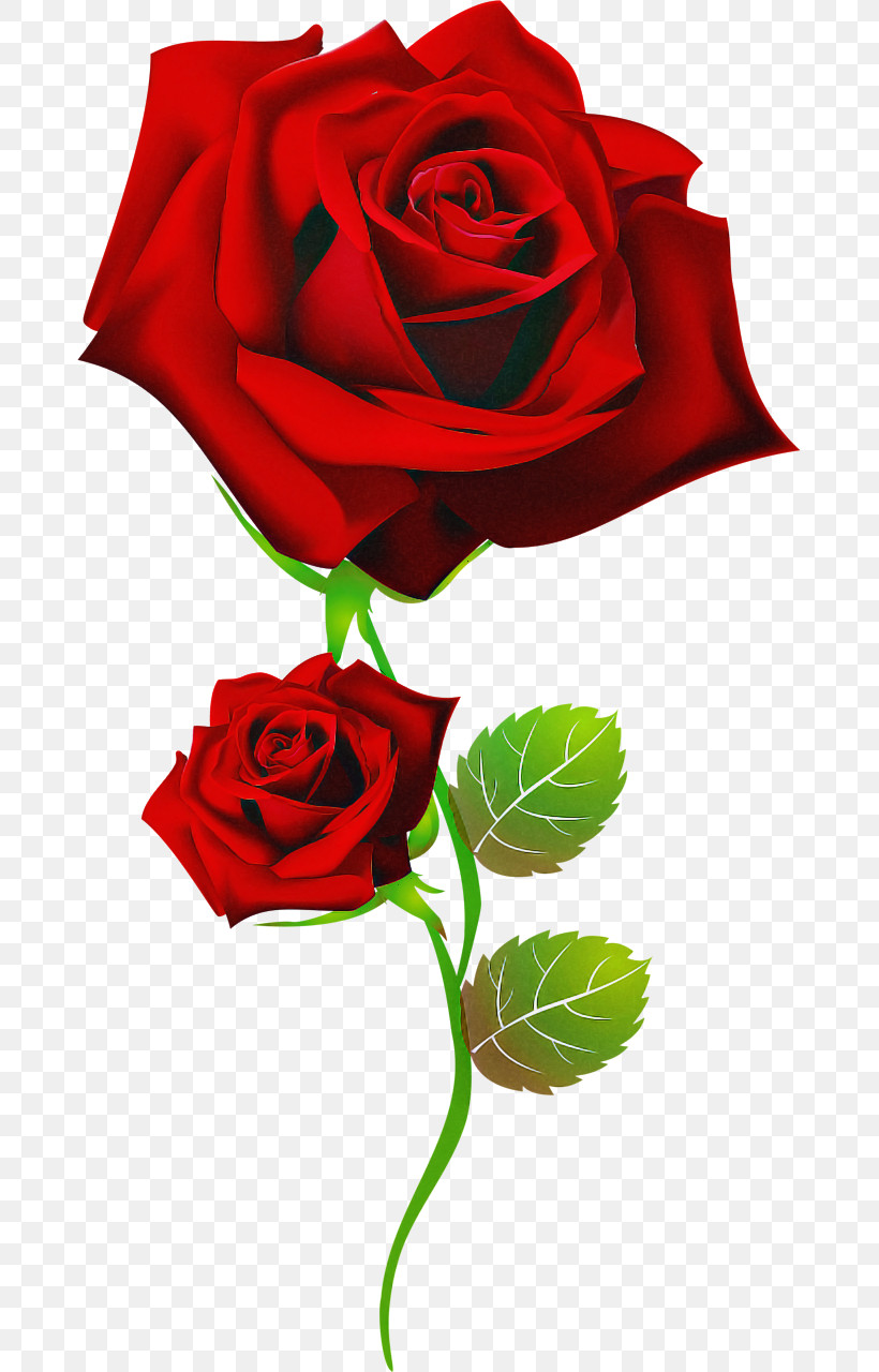 Garden Roses, PNG, 675x1280px, Flower, Cut Flowers, Floribunda, Garden Roses, Hybrid Tea Rose Download Free