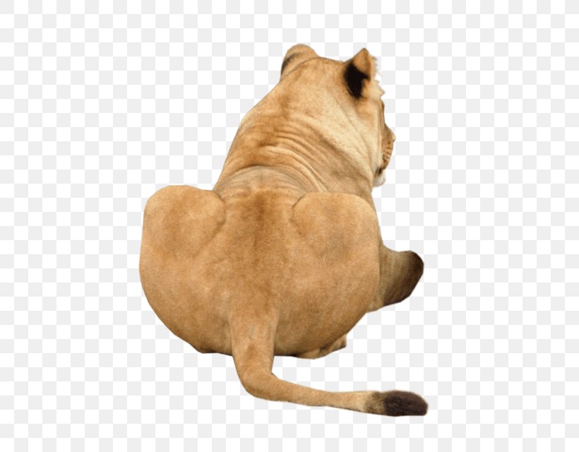 Lion Cat Dog Breed Nala Image, PNG, 480x640px, Lion, Animal, Big Cats, Carnivoran, Cat Download Free