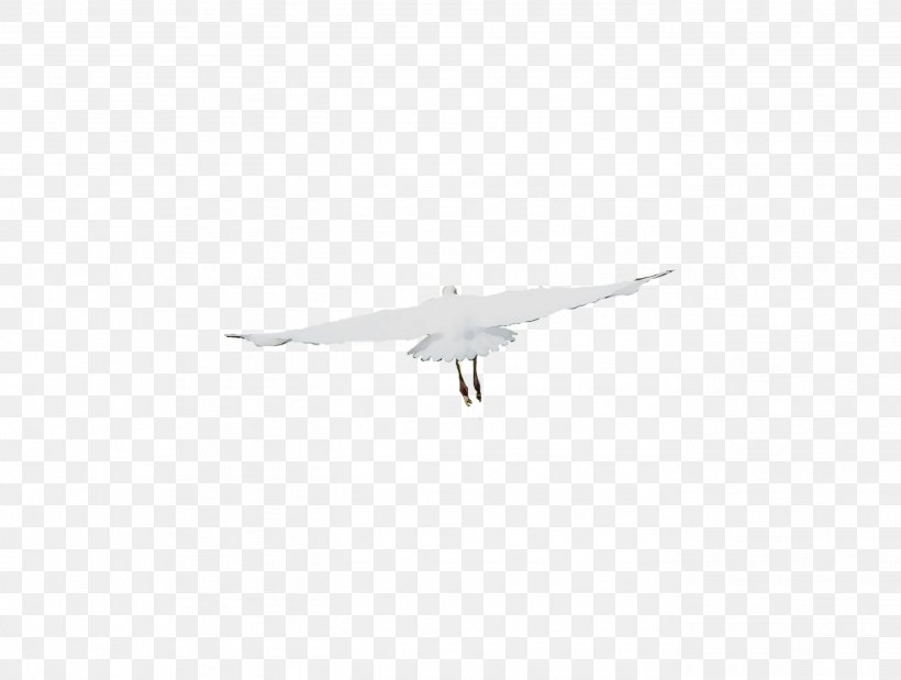 Wing Airplane Air Force Feather Beak, PNG, 2735x2067px, Wing, Air Force, Airplane, Beak, Bird Download Free