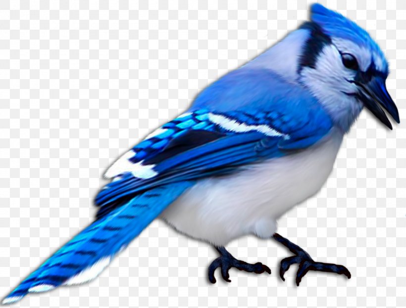 Bird Animal Passerine Blue House Sparrow, PNG, 1280x974px, Bird, Animal, Atlantic Canary, Beak, Blue Download Free