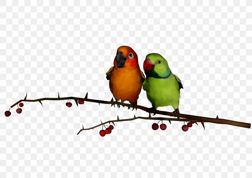 Lovebird Parakeet Finches Feather, PNG, 3100x2191px, Lovebird, Beak, Bird, Bird Supply, Branch Download Free