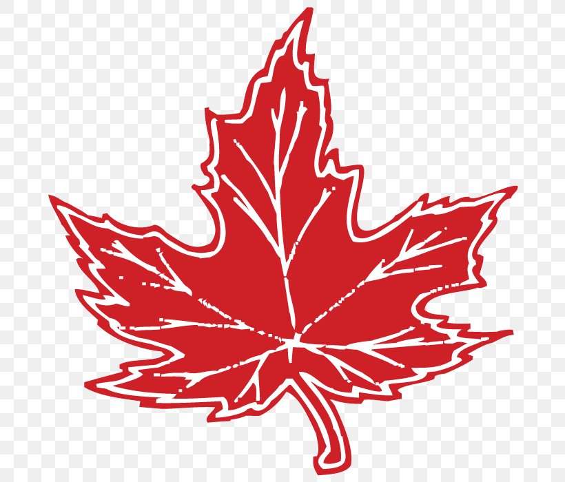 Maple Leaf Red Maple Flag Of Canada Japanese Maple, PNG, 700x700px, Maple Leaf, Black Maple, Botany, Canada, Flag Of Canada Download Free