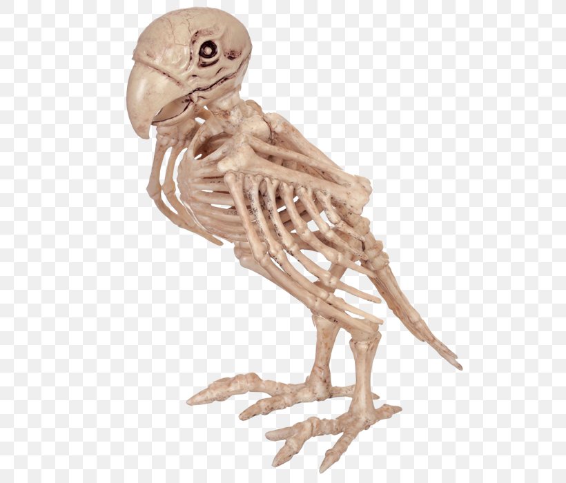 Parrot Bird Skeleton Skull Bone, PNG, 578x700px, Parrot, Aliexpress, Beak, Bird, Bone Download Free