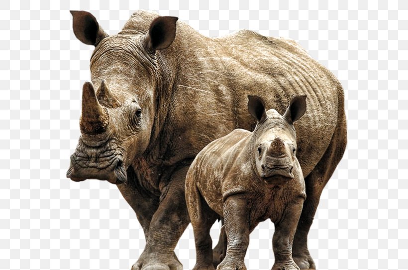 White Rhinoceros Desktop Wallpaper Elephantidae, PNG, 600x542px, Rhinoceros, Animal, Ceratotherium, Elephantidae, Fauna Download Free