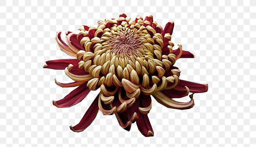 Chrysanthemum Japonense Imperial Seal Of Japan Chrysanthemum ×grandiflorum Cut Flowers, PNG, 559x470px, Imperial Seal Of Japan, Birth Flower, Chrysanthemum, Chrysanthemum Grandiflorum, Chrysanths Download Free