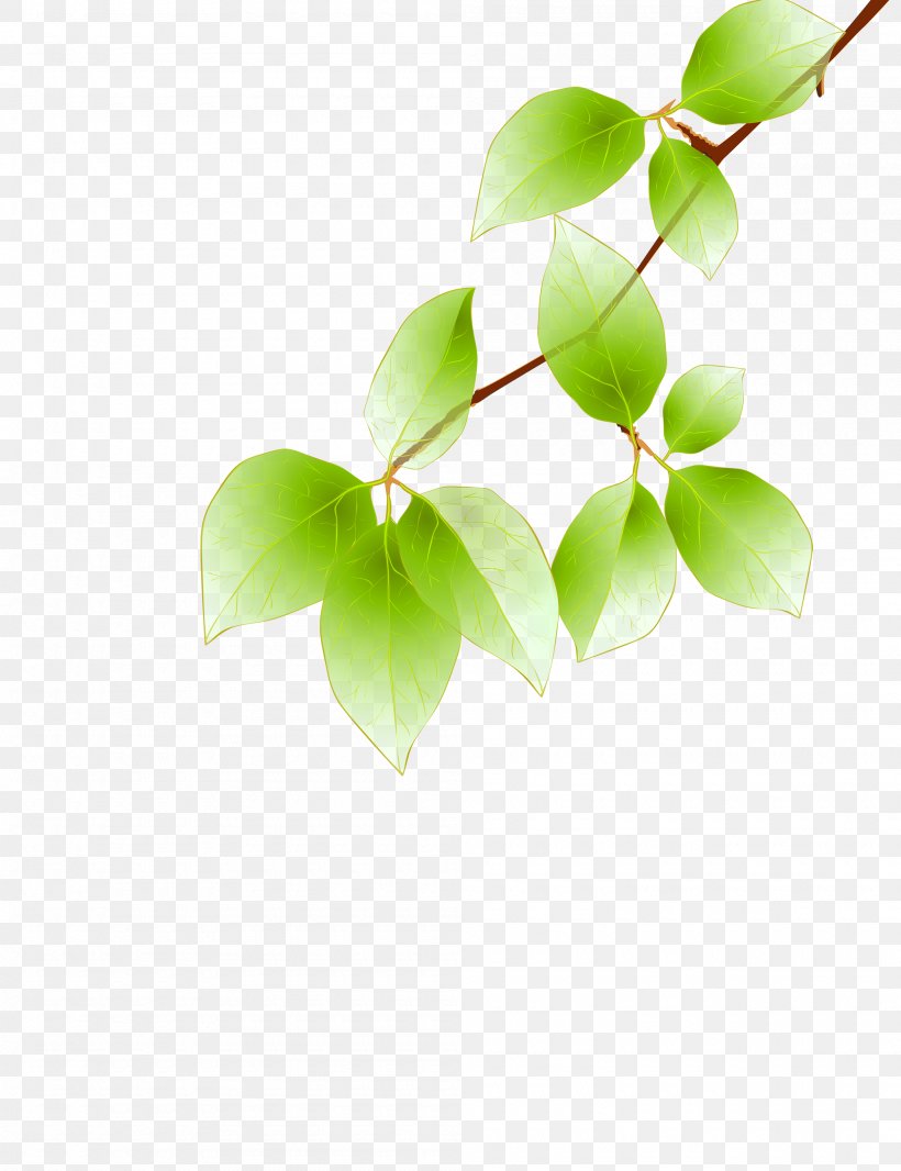Maple Leaf Green Euclidean Vector, PNG, 2000x2600px, Leaf, Autumn, Autumn Leaf Color, Branch, Gratis Download Free
