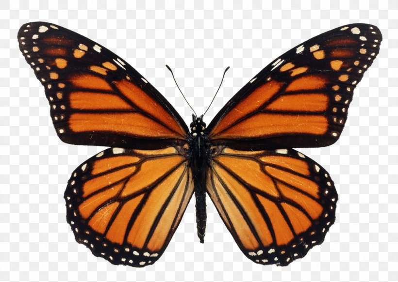 The Monarch Butterfly Milkweed Butterflies Caterpillar, PNG, 1011x718px, Monarch Butterfly, Arthropod, Brushfooted Butterflies, Brushfooted Butterfly, Butterflies Download Free