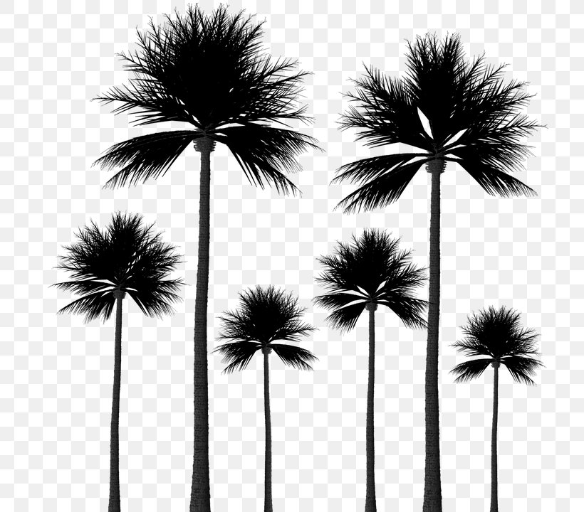 Arecaceae Tree Sabal Palm Silhouette, PNG, 720x720px, Arecaceae, Arecales, Black And White, Borassus Flabellifer, Coconut Download Free