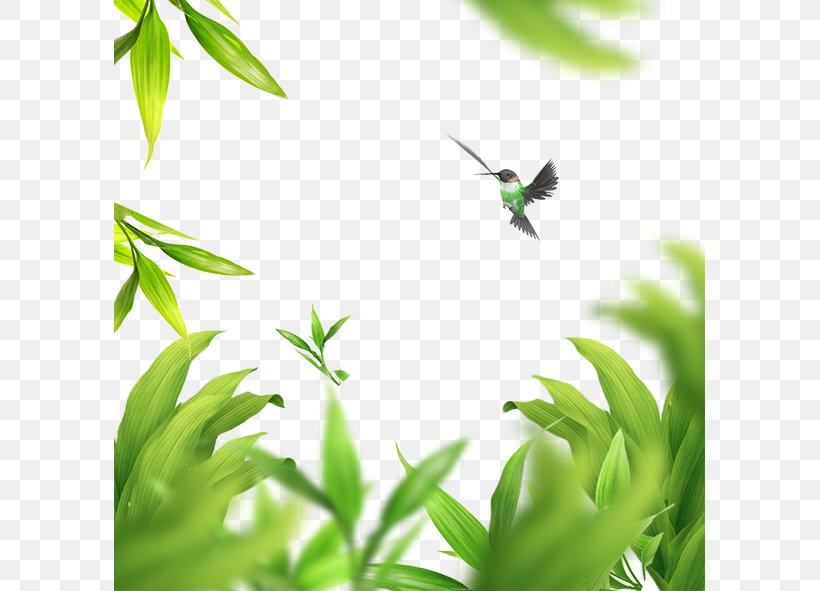 Bird Leaf Green, PNG, 591x591px, Bird, Branch, Grass, Green, Insect Download Free