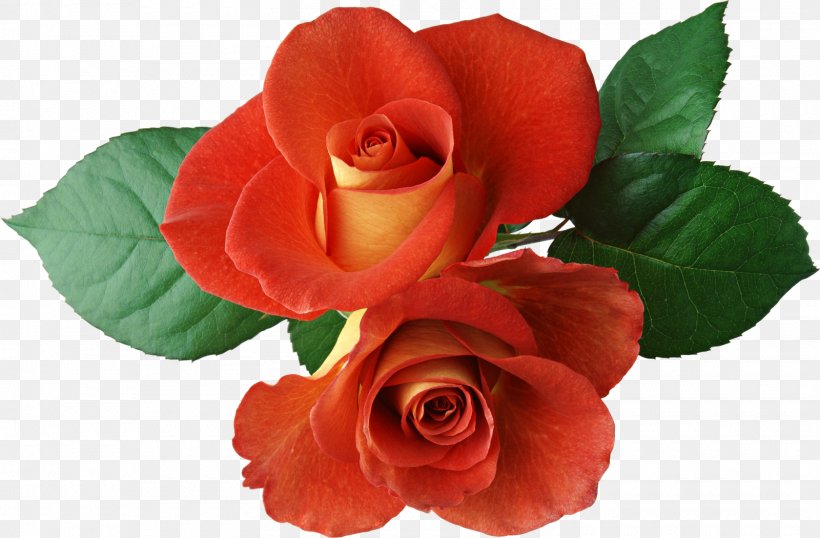 Centifolia Roses Clip Art, PNG, 1600x1050px, Centifolia Roses, Black Rose, Blue Rose, Cut Flowers, Floribunda Download Free