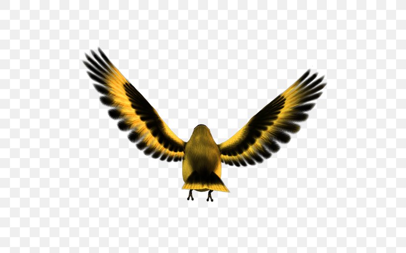 Bird Common Kingfisher Download, PNG, 512x512px, Bird, Accipitriformes, Beak, Bird Of Prey, Buzzard Download Free