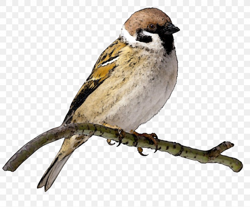 House Sparrow Bird Clip Art, PNG, 924x768px, Sparrow, Beak, Bird, Emberizidae, Eurasian Tree Sparrow Download Free