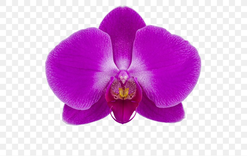 Moth Orchids Stolk Flora Cattleya Orchids Slavyansk-na-Kubani, PNG, 581x521px, Moth Orchids, Are, Cattleya, Cattleya Orchids, Christmas Orchid Download Free