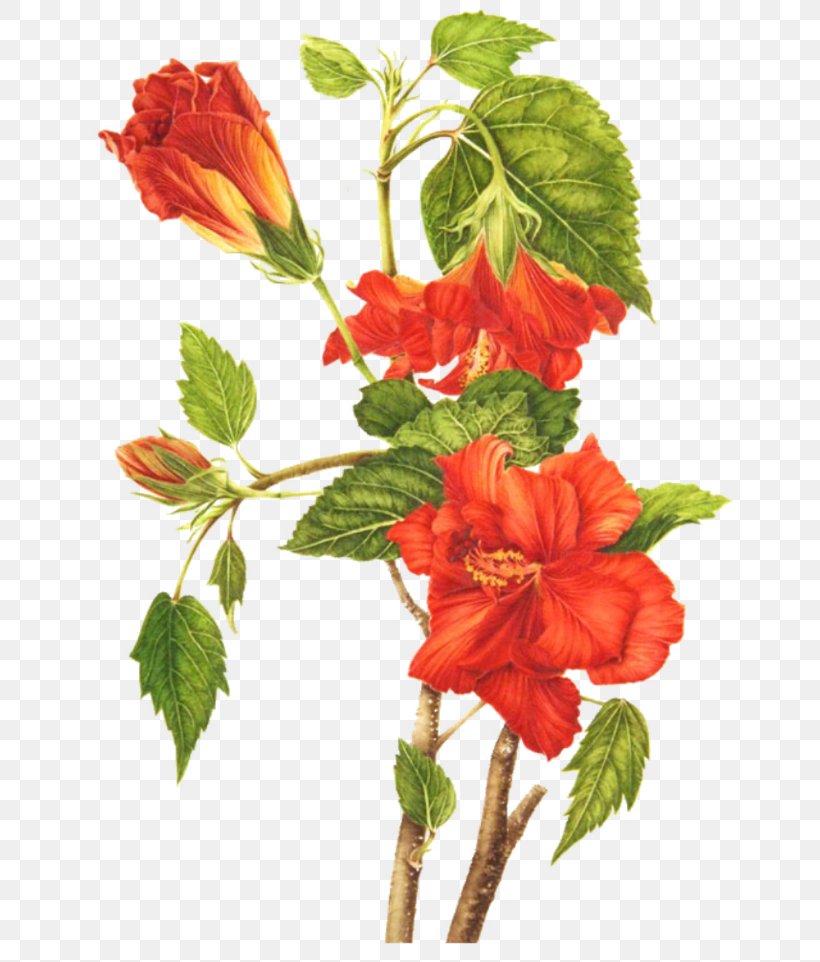 Shoeblackplant Flower Botany Botanical Illustration Common Hibiscus, PNG, 650x962px, Shoeblackplant, Botanical Illustration, Botany, Branch, China Rose Download Free