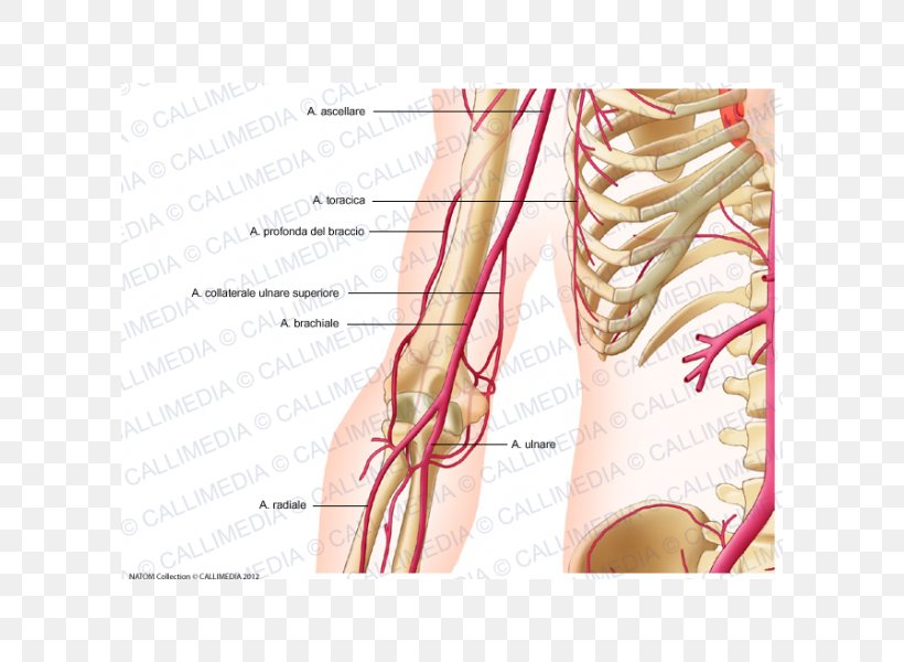 Thumb Shoulder Deep Artery Of Arm Brachial Artery, PNG, 600x600px, Watercolor, Cartoon, Flower, Frame, Heart Download Free