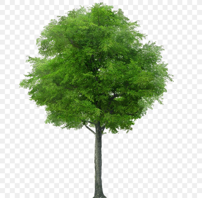 Tree Clip Art, PNG, 669x800px, Tree, Branch, Evergreen, Larch, Leaf Download Free