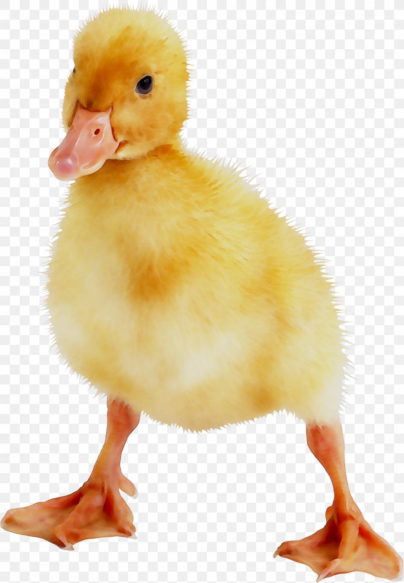 Donald Duck Daisy Duck Mallard Mulard, PNG, 1982x2860px, Duck, American Black Duck, American Pekin, Animal, Beak Download Free