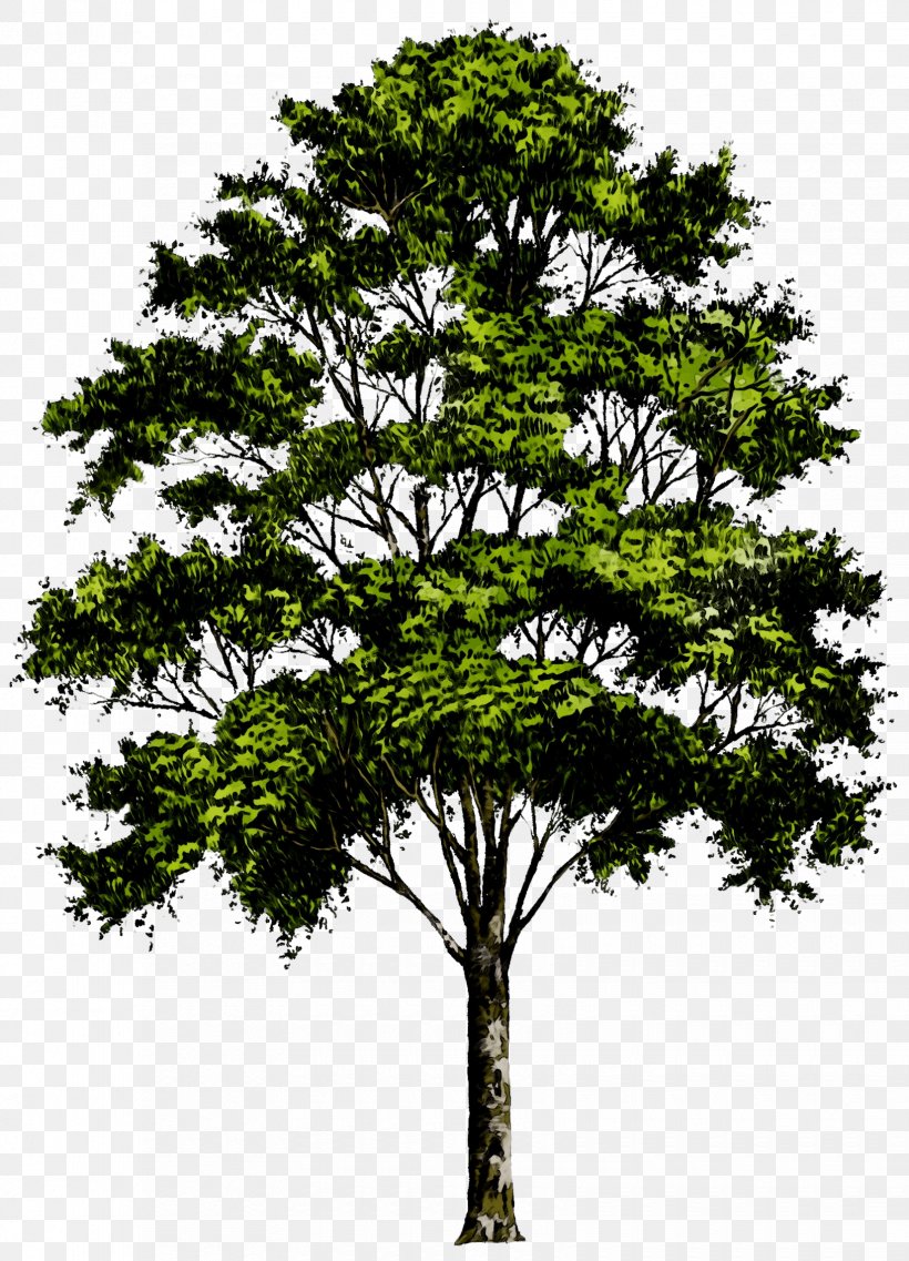 Clip Art Transparency Tree Image, PNG, 1650x2289px, Tree, Branch, Californian White Oak, Flower, Flowering Plant Download Free