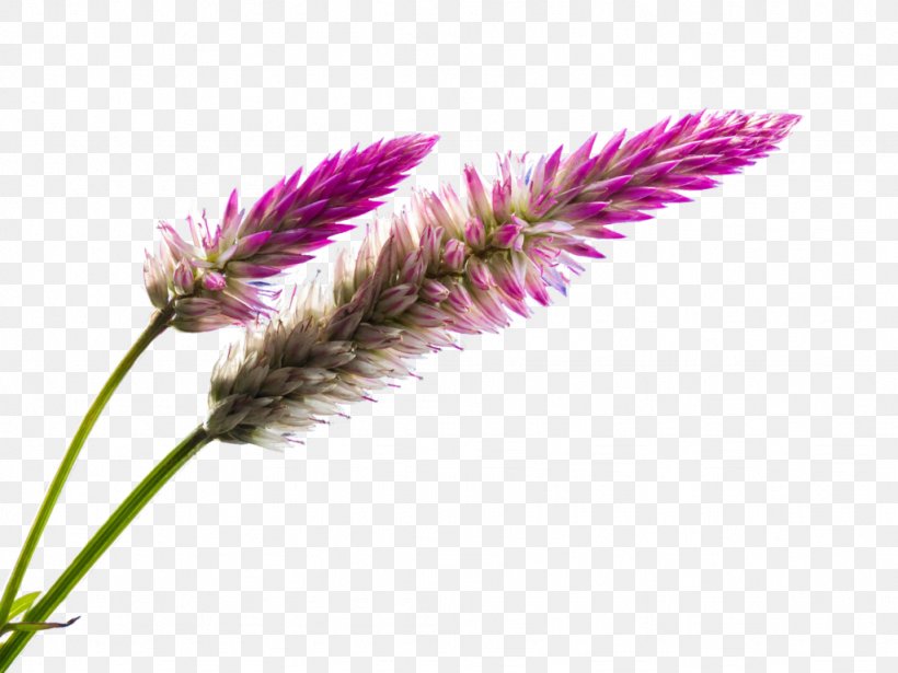 Wildflower Blossom Clip Art, PNG, 1024x768px, Flower, Blossom, Deviantart, Flowering Plant, Grass Download Free