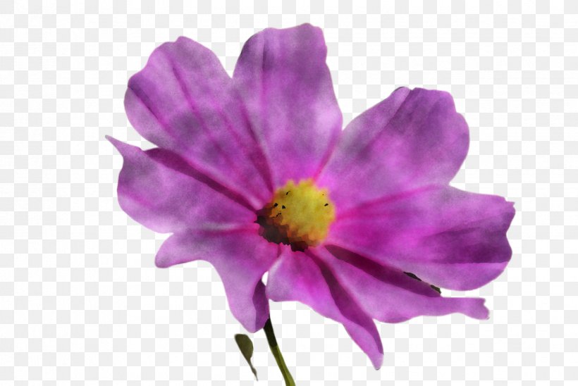 Flower Petal Purple Violet Plant, PNG, 2448x1636px, Flower, Anemone, Cosmos, Petal, Pink Download Free
