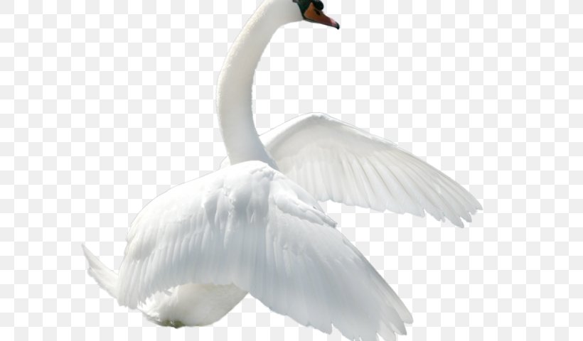 Goose Duck Bird Mute Swan, PNG, 640x480px, Goose, Beak, Bird, Black Swan, Cygnini Download Free