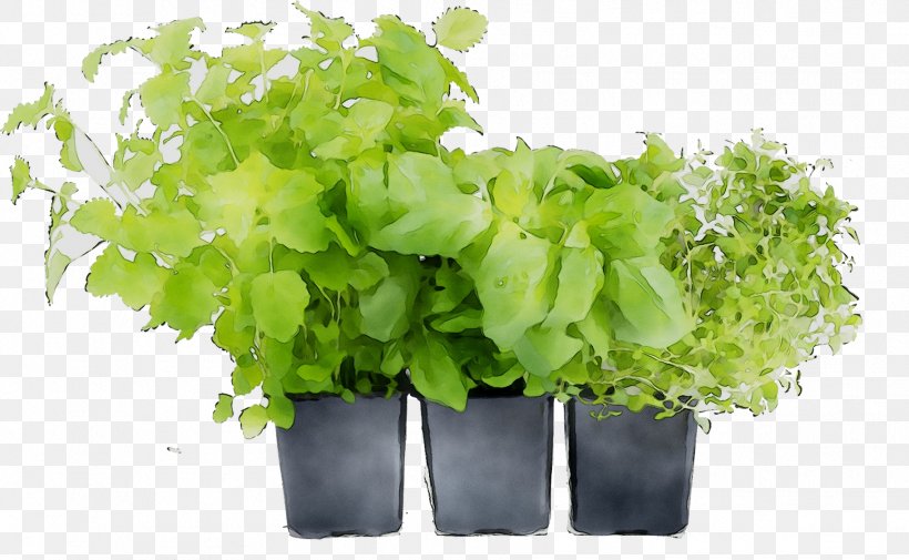 Stock Photography Tea Basil Image, PNG, 1824x1125px, Stock Photography, Annual Plant, Basil, Chervil, Depositphotos Download Free