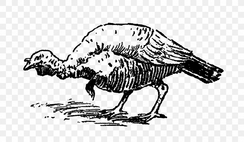 Turkey Bird Chicken Phasianidae, PNG, 1200x702px, Turkey, Animal, Art, Artwork, Beak Download Free