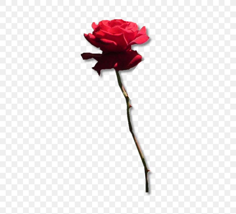 Garden Roses Flower Symbol, PNG, 365x743px, Garden Roses, Blume, Carnation, Cut Flowers, Floral Design Download Free