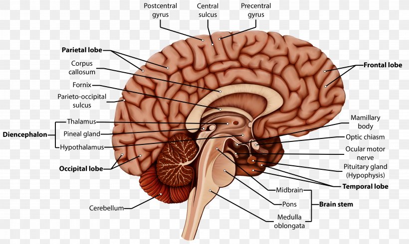 Organism Brain Human Behavior Homo Sapiens, PNG, 3800x2271px, Watercolor, Cartoon, Flower, Frame, Heart Download Free