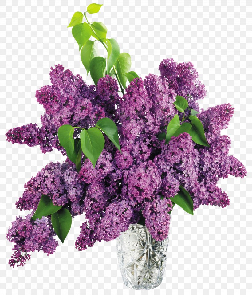 Lilac Flower Clip Art, PNG, 3020x3536px, Common Lilac, Color, Cut Flowers, Flower, Flower Bouquet Download Free