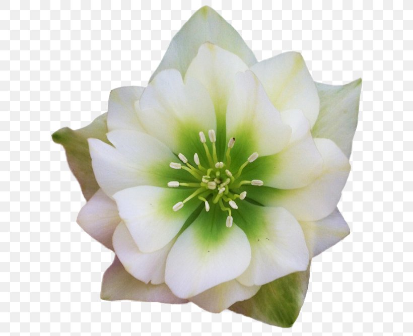 Petal Flower White Plant Flowering Plant, PNG, 650x667px, Petal, Flower, Flowering Plant, Magnolia, Plant Download Free