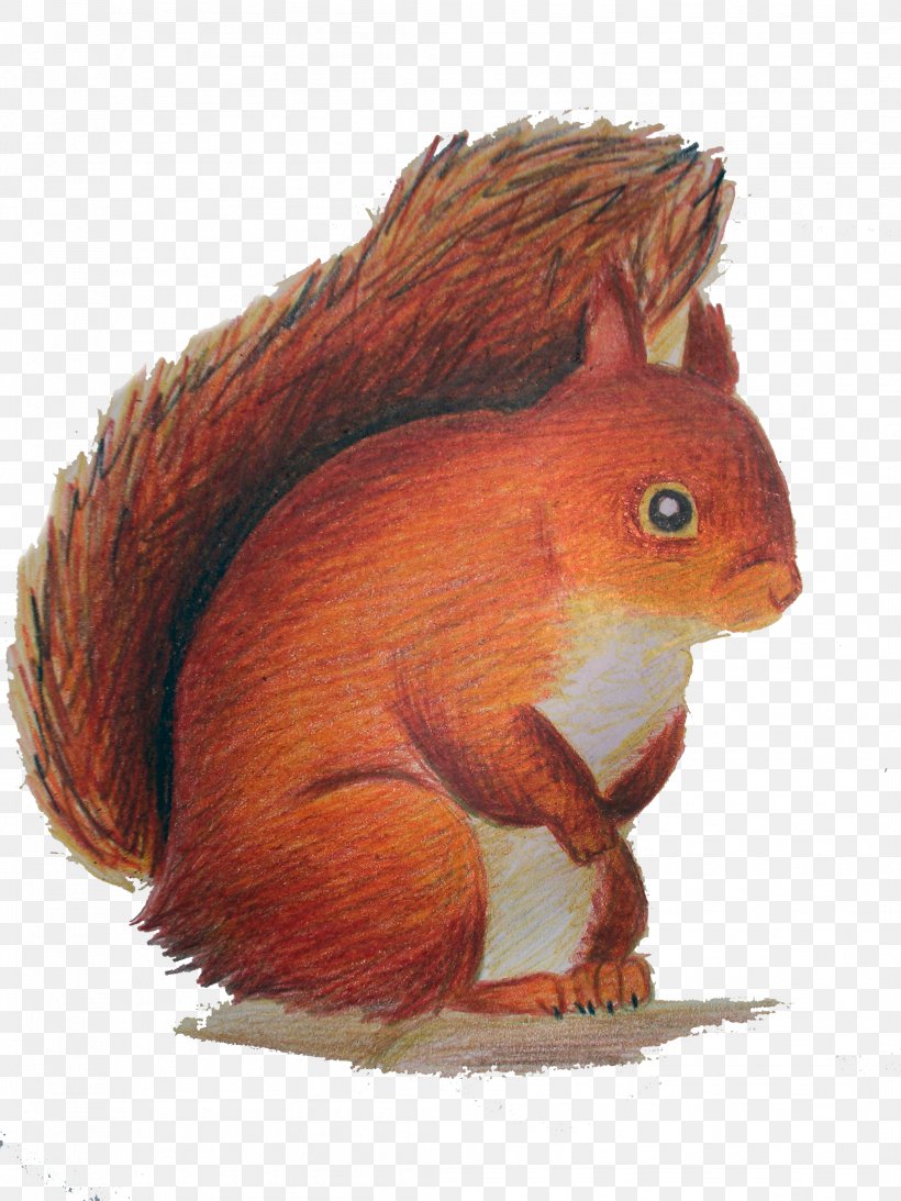 Red Squirrel Rodent Clip Art, PNG, 2112x2816px, Squirrel, Animal, Copyright, Drawing, Fauna Download Free