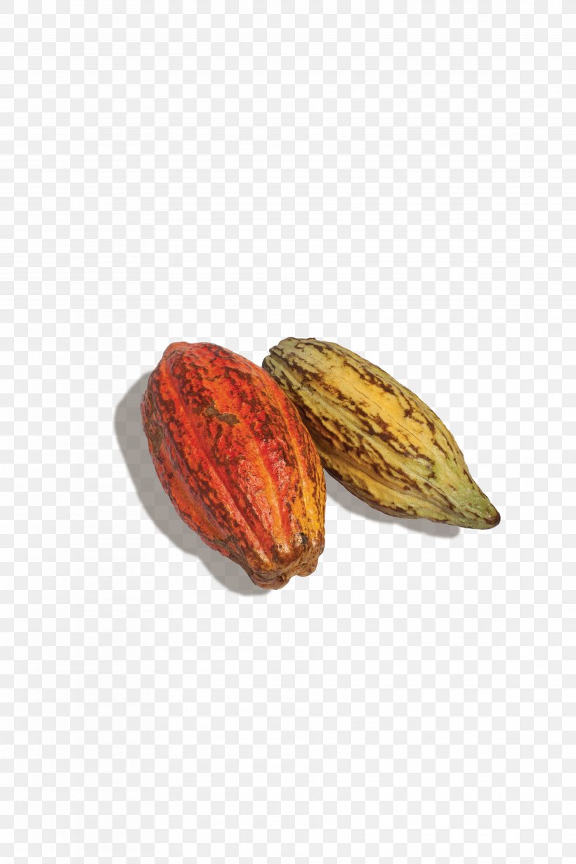 Cocoa Bean Food Nut Flavan-3-ol CocoaVia, PNG, 3744x5616px, Cocoa Bean, Chocolate, Cocoavia, Commodity, Dark Chocolate Download Free