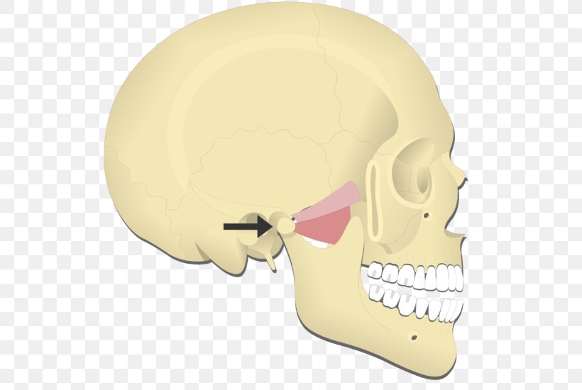 Mandible Medial Pterygoid Muscle Lateral Pterygoid Muscle Temporomandibular Joint Muscles Of Mastication, PNG, 529x550px, 3d Printing, Mandible, Anatomy, Angle Of The Mandible, Bone Download Free
