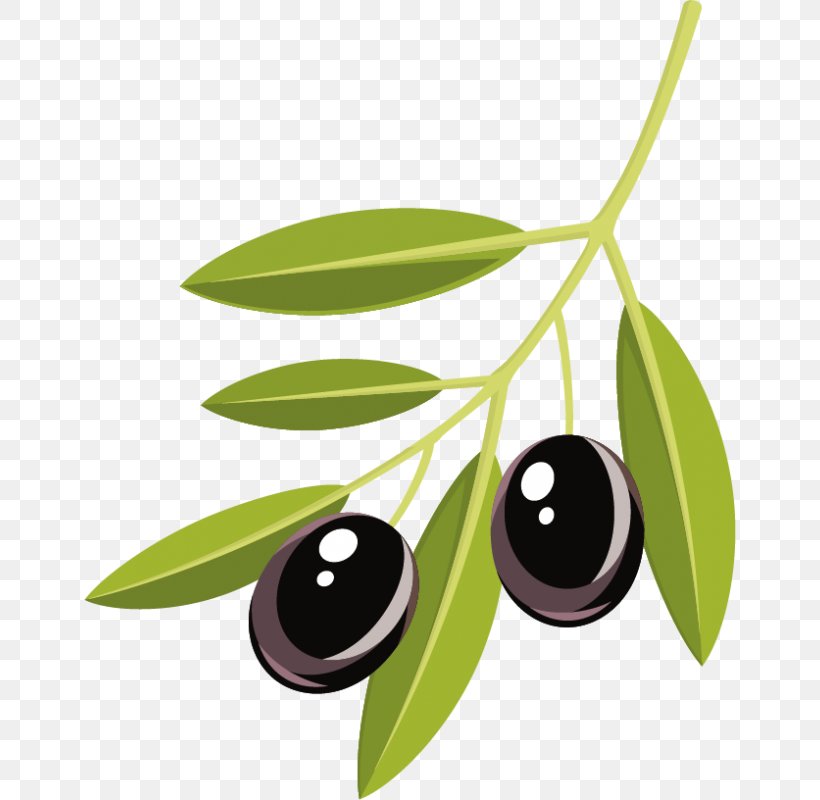 Olive Branch, PNG, 800x800px, Olive Branch, Drawing, Flag, Food, Fruit Download Free