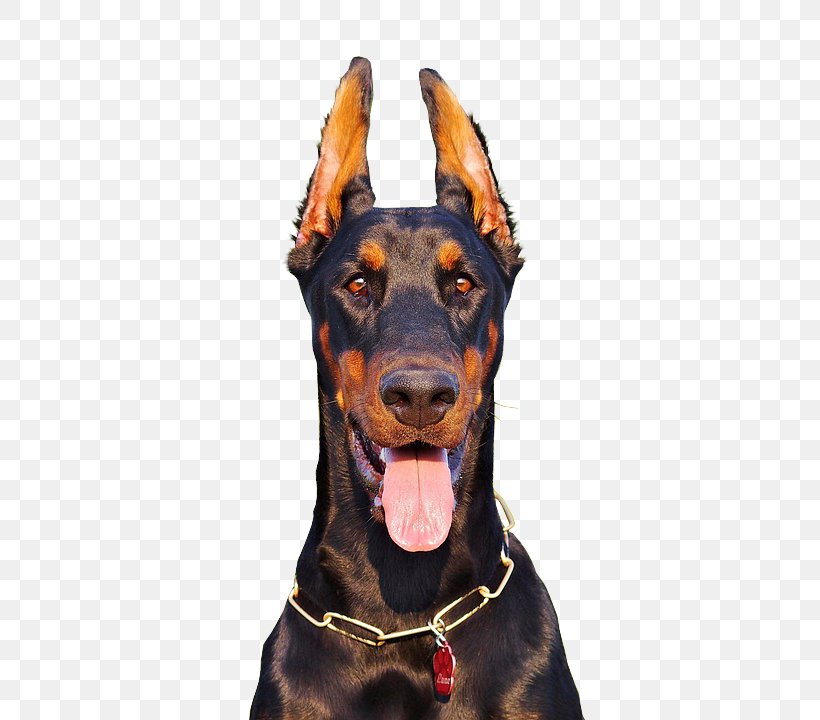 Dobermann German Pinscher Manchester Terrier Dog Breed Miniature Pinscher, PNG, 496x720px, Dobermann, Carnivoran, Cropping, Dog, Dog Breed Download Free