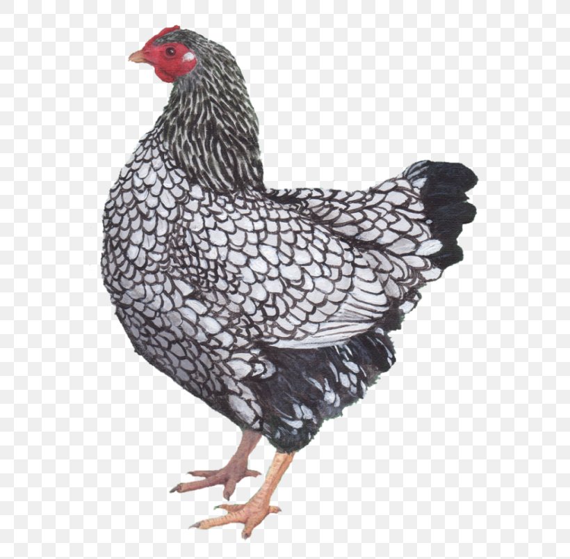 Rooster Rosecomb Kifaranga Hen, PNG, 629x803px, Rooster, Beak, Bird, Chicken, Chicken M Download Free