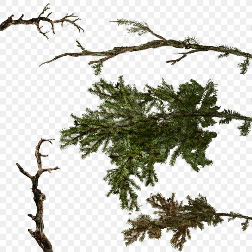 Branch Tree Twig, PNG, 1024x1024px, Branch, Bird Nest, Cupressus, Cypress Family, Evergreen Download Free