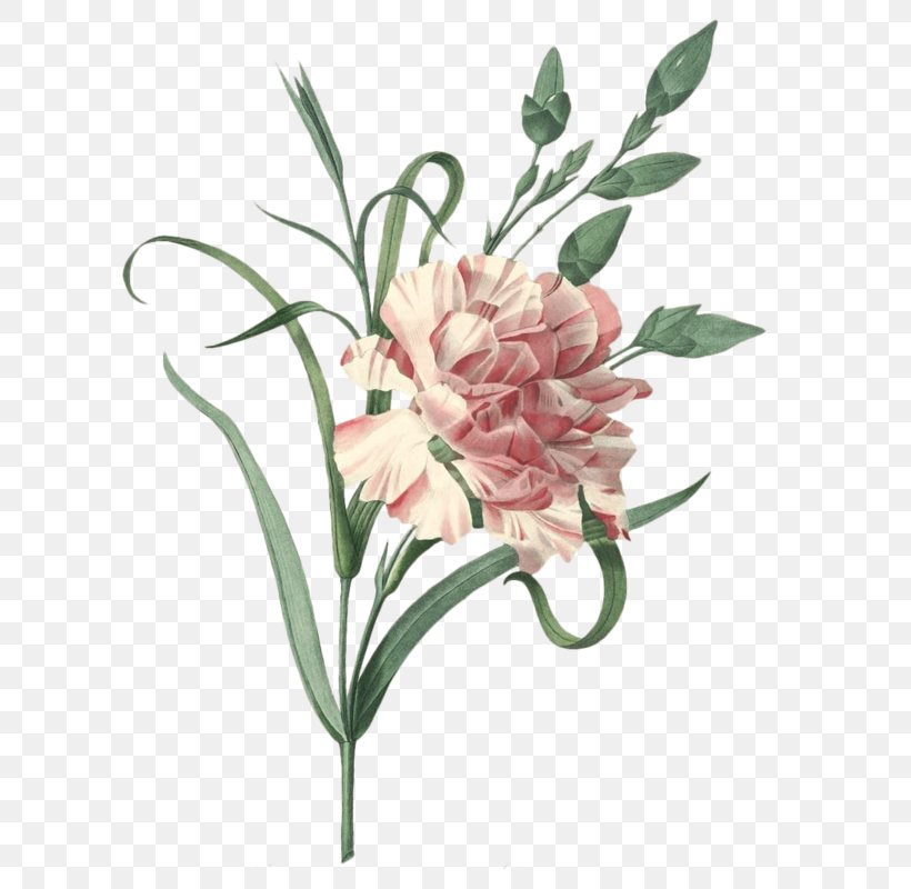 Carnation Choix Des Plus Belles Fleurs Flower Engraving Vintage Clothing, PNG, 619x800px, Carnation, Antique, Botanical Illustration, Choix Des Plus Belles Fleurs, Cut Flowers Download Free