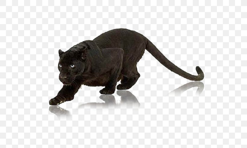 Cat Panther Animal Wildlife Clip Art, PNG, 600x491px, Cat, Animal, Big Cats, Black Panther, Carnivoran Download Free