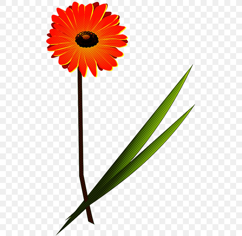 Orange, PNG, 518x800px, Barberton Daisy, Calendula, Cut Flowers, Daisy, Daisy Family Download Free