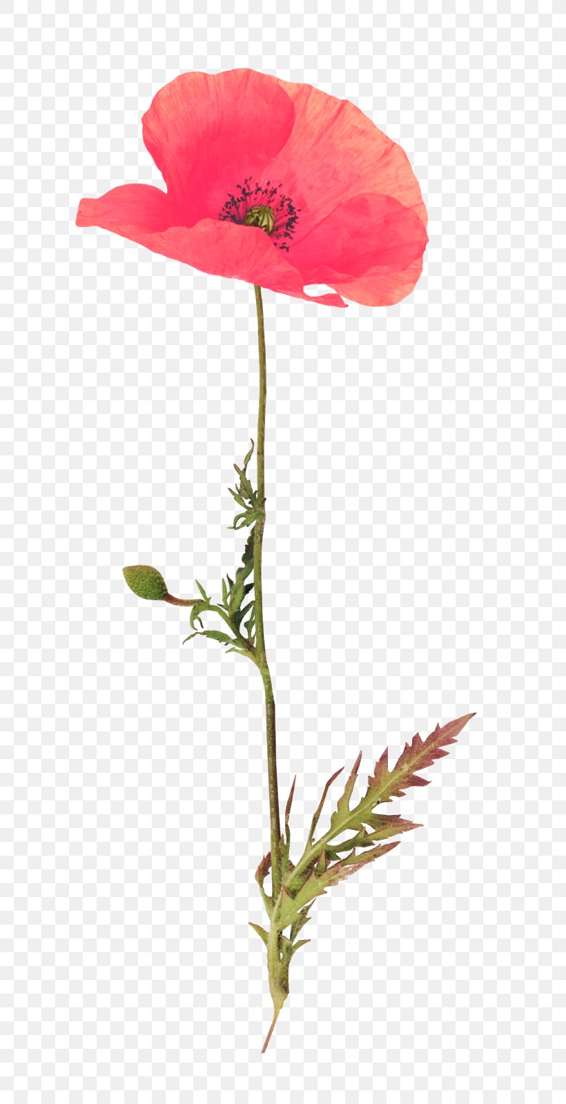 Poppy Red RGB Color Model Adobe Photoshop, PNG, 751x1600px, Poppy, Color, Common Poppy, Computer Software, Coquelicot Download Free