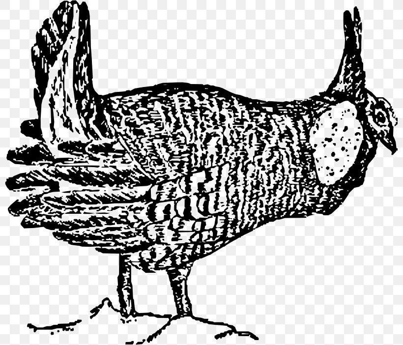 Rooster Chicken Bird Prairie Drawing, PNG, 799x702px, Rooster, Beak, Bird, Black And White, Chicken Download Free