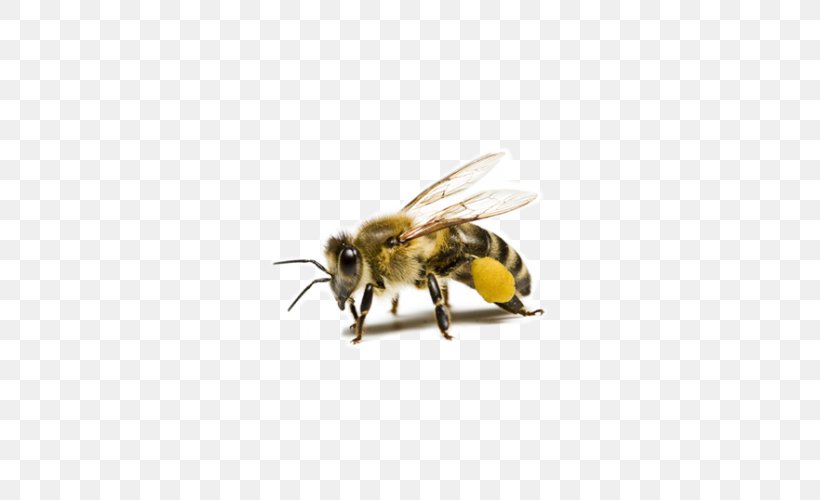Western Honey Bee Beehive Beeswax Bee Pollen, PNG, 500x500px, Western Honey Bee, Arthropod, Bee, Bee Pollen, Bee Sting Download Free
