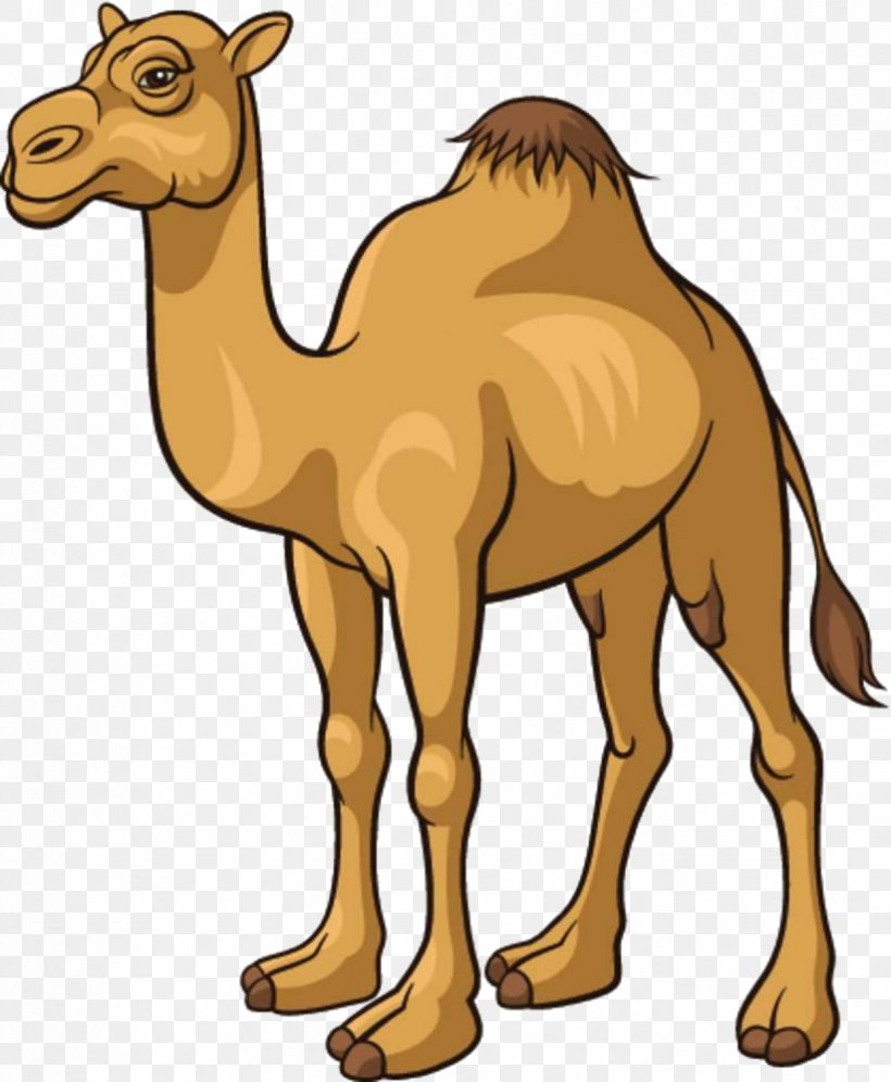 Camel Cartoon Royalty-free Clip Art, PNG, 823x1000px, Camel, Arabian Camel, Camel Like Mammal, Cartoon, Drawing Download Free