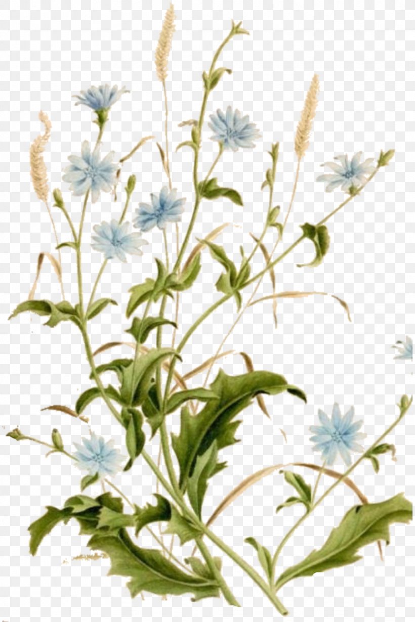 Chicory Common Daisy Botanical Illustration Botany Plant, PNG ...