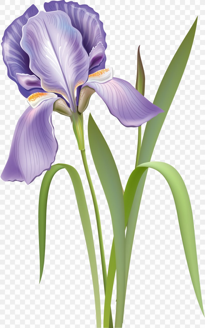 Cut Flowers Iris Versicolor Botanical Illustration, PNG, 2495x4000px, Flower, Botanical Illustration, Cut Flowers, Flowering Plant, Iris Download Free