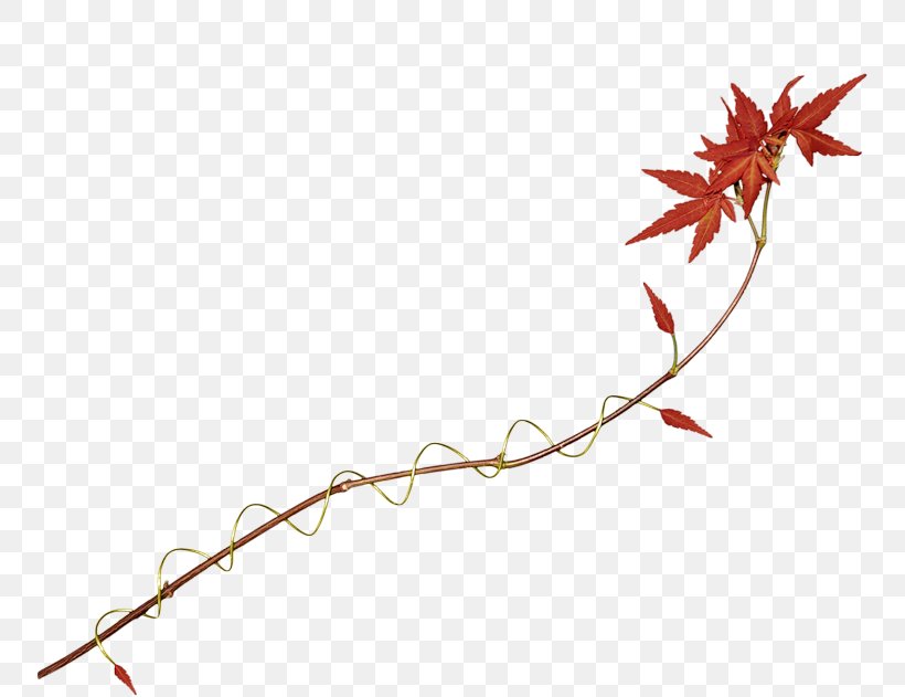 Maple Leaf Petal Autumn, PNG, 800x631px, Leaf, Abscission, Autumn, Autumn Leaf Color, Blog Download Free